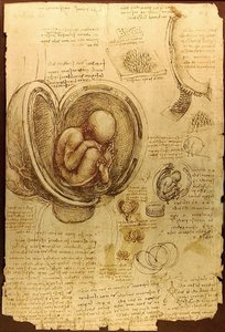 胚のダヴィンチ研究Luc Viatoura 作： Leonardo da Vinci